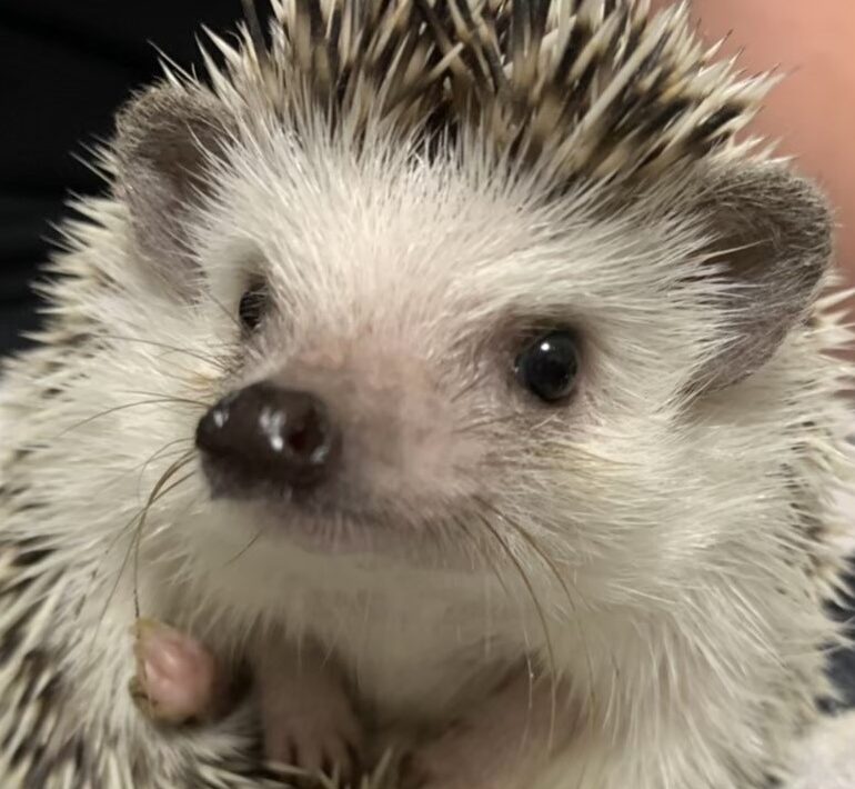 こころみたすペット思い出セレモニーにて葬儀したペットちゃん | チャイちゃん