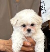 ハニーちゃん | こころみたす ペット思い出セレモニー