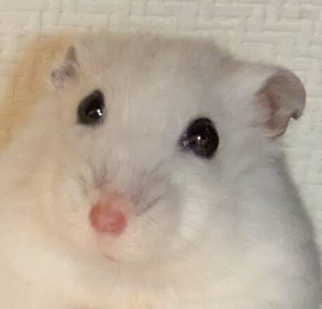 こころみたすペット思い出セレモニーにて葬儀したペットちゃん | ラテちゃん