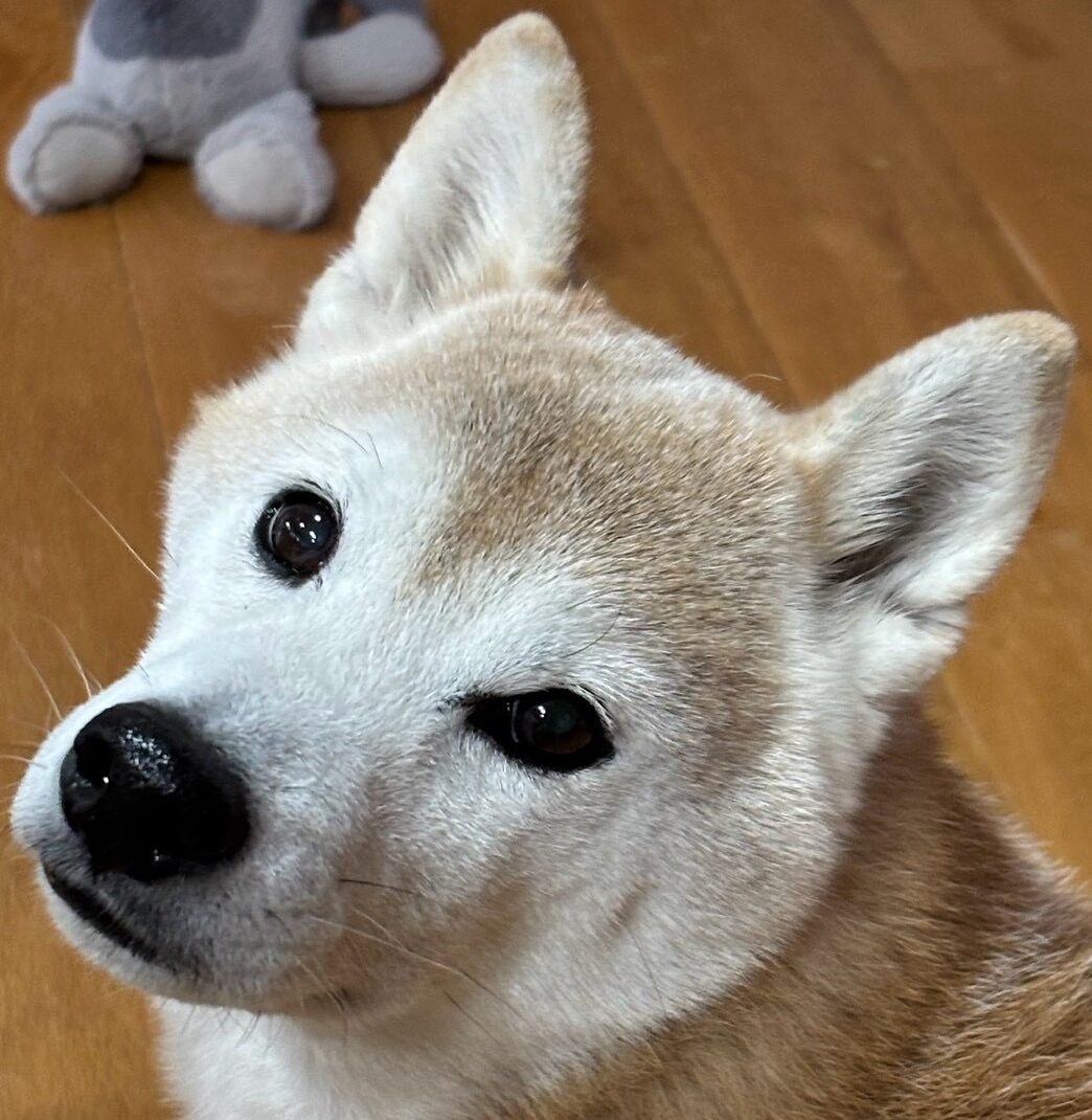 こころみたすペット思い出セレモニーにて葬儀したペットちゃん | 豆助くん