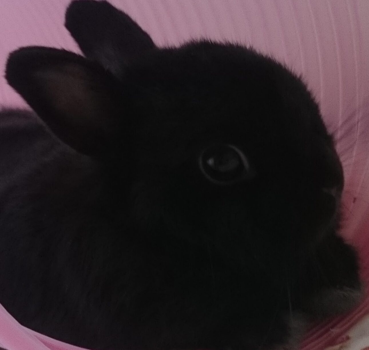 こころみたすペット思い出セレモニーにて葬儀したペットちゃん | ルーナちゃん