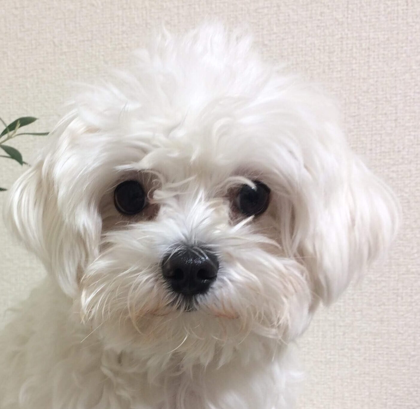 こころみたすペット思い出セレモニーにて葬儀したペットちゃん | うるくん
