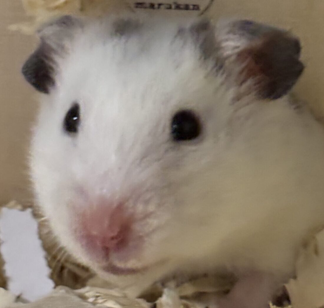 こころみたすペット思い出セレモニーにて葬儀したペットちゃん | ゴマちゃん