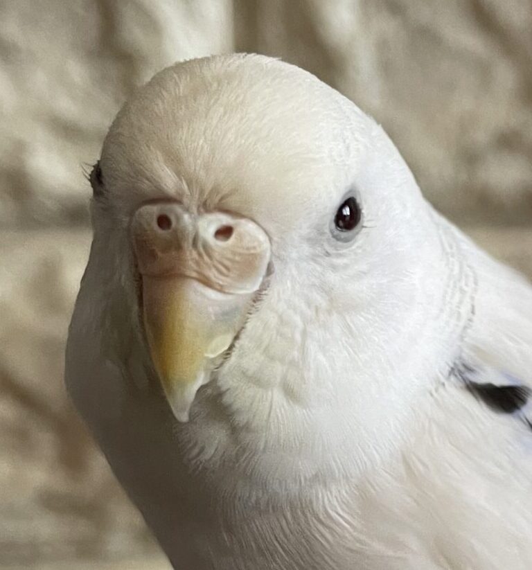 こころみたすペット思い出セレモニーにて葬儀したペットちゃん | ぴぴたんちゃん
