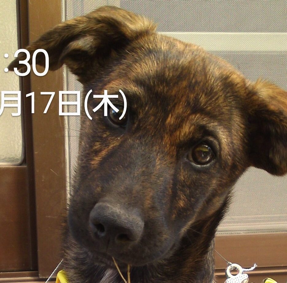 こころみたすペット思い出セレモニーにて葬儀したペットちゃん | ニコちゃん