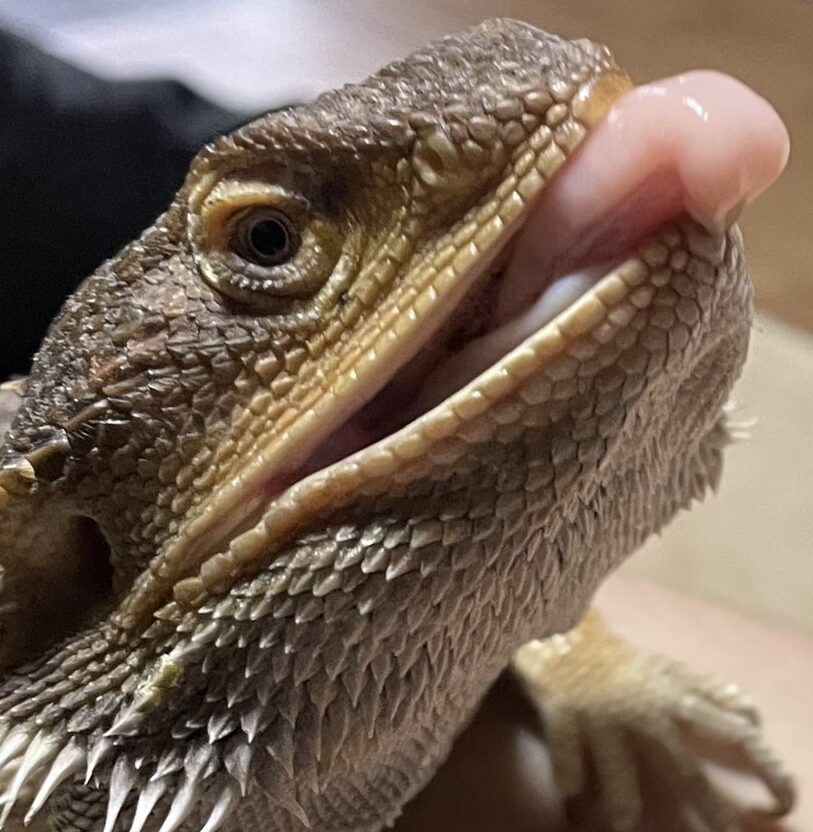 こころみたすペット思い出セレモニーにて葬儀したペットちゃん | トキくん