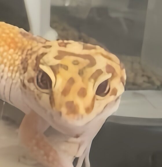 こころみたすペット思い出セレモニーにて葬儀したペットちゃん | メルちゃん