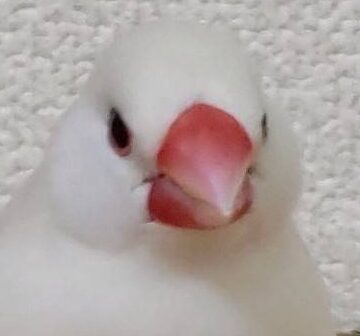 こころみたすペット思い出セレモニーにて葬儀したペットちゃん | ももちゃん