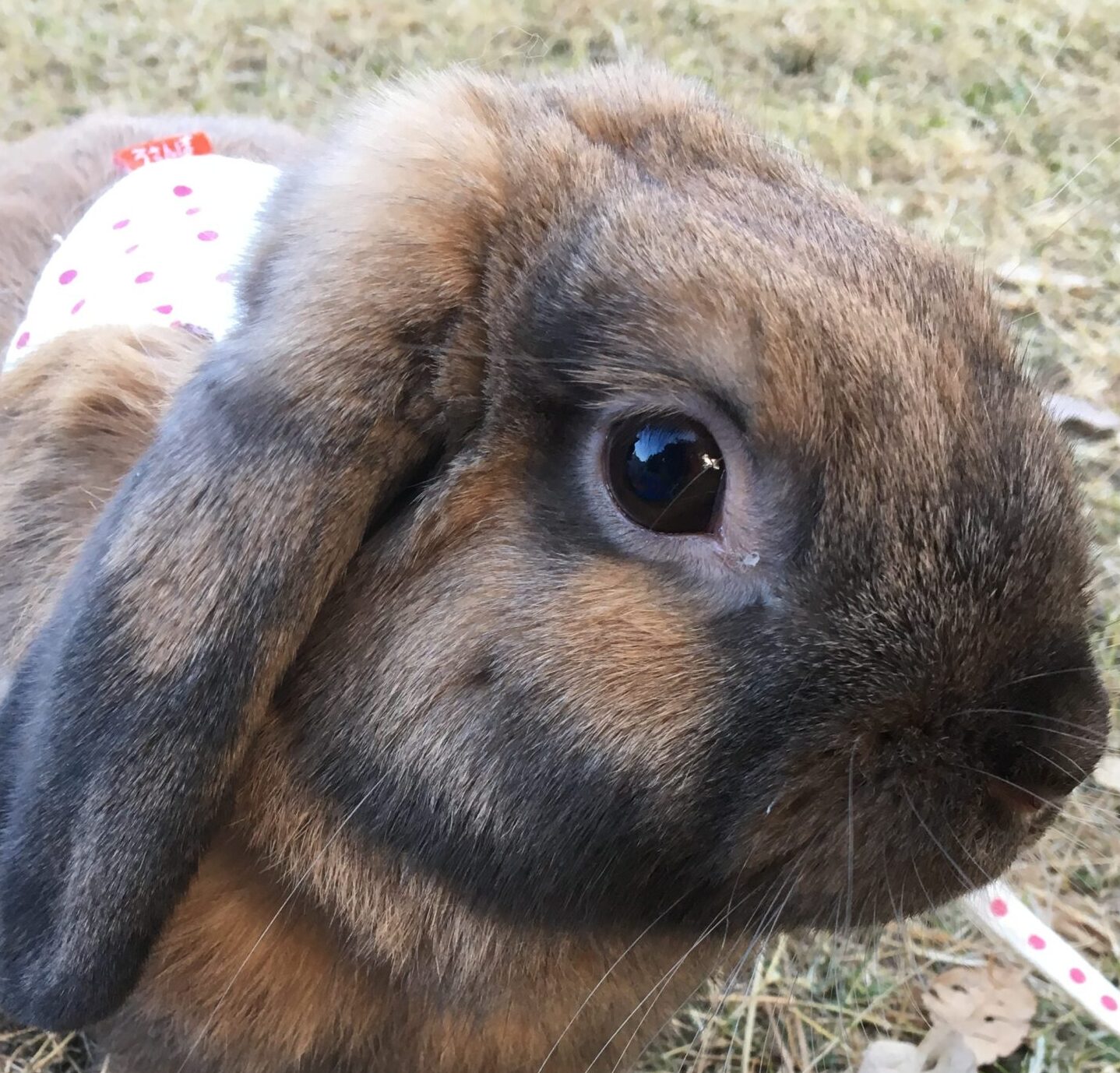 こころみたすペット思い出セレモニーにて葬儀したペットちゃん | ロップくん