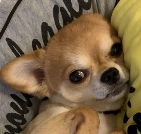 こころみたすペット思い出セレモニーにて葬儀したペットちゃん | こてつくん