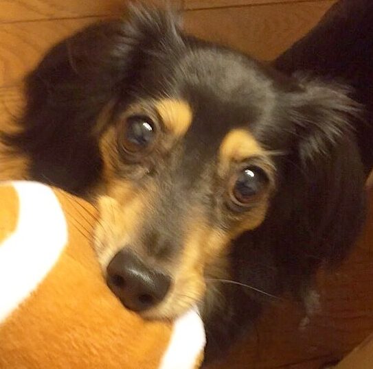 こころみたすペット思い出セレモニーにて葬儀したペットちゃん | マカロンちゃん