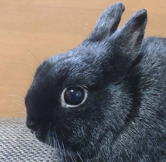 こころみたすペット思い出セレモニーにて葬儀したペットちゃん | ふくまるくん