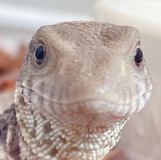 こころみたすペット思い出セレモニーにて葬儀したペットちゃん | きらりきらめくきらきらりくん