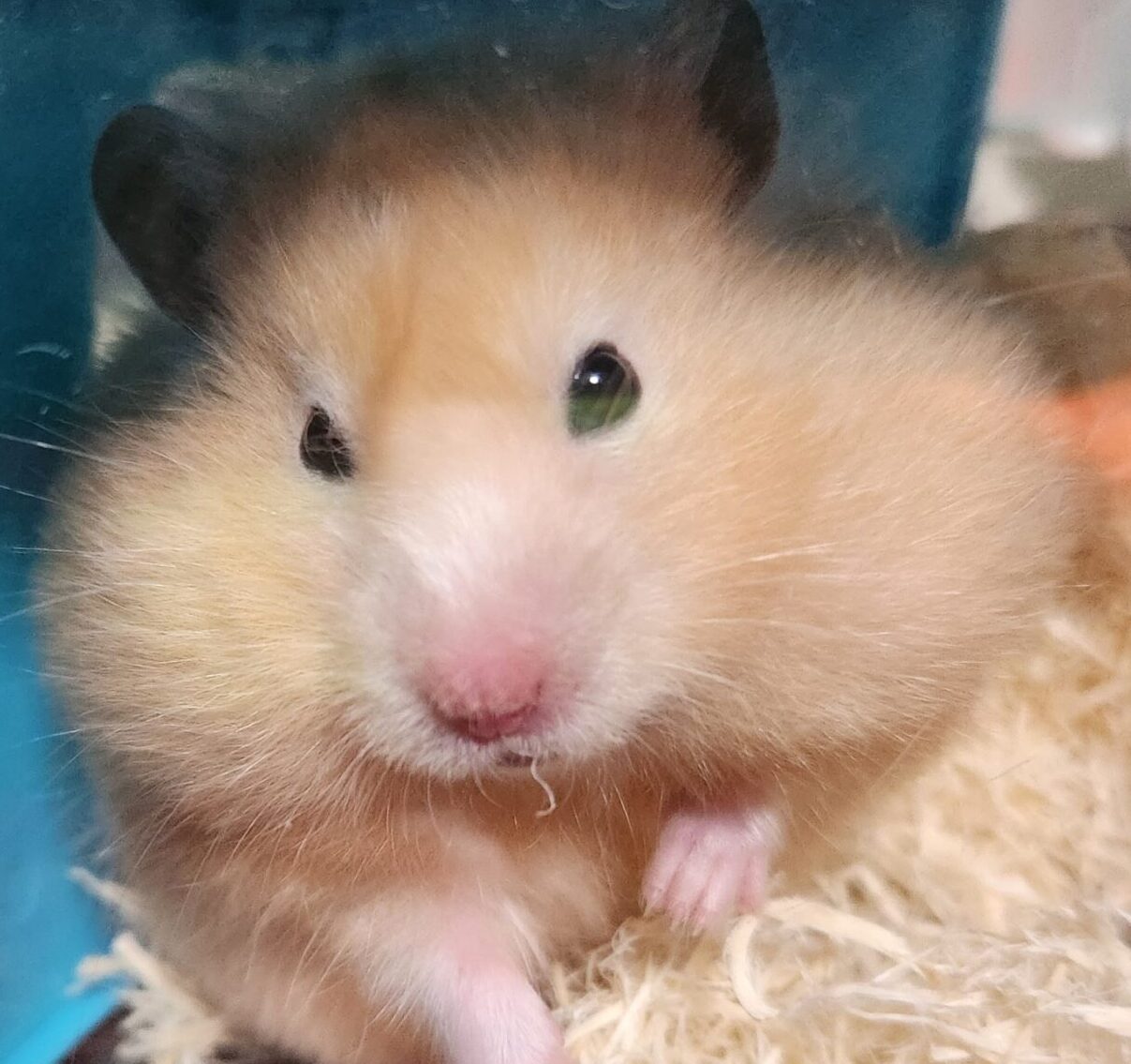 こころみたすペット思い出セレモニーにて葬儀したペットちゃん | わらびちゃん