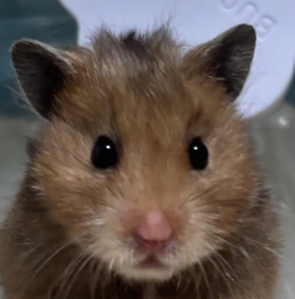 こころみたすペット思い出セレモニーにて葬儀したペットちゃん | 栗きんちゃん