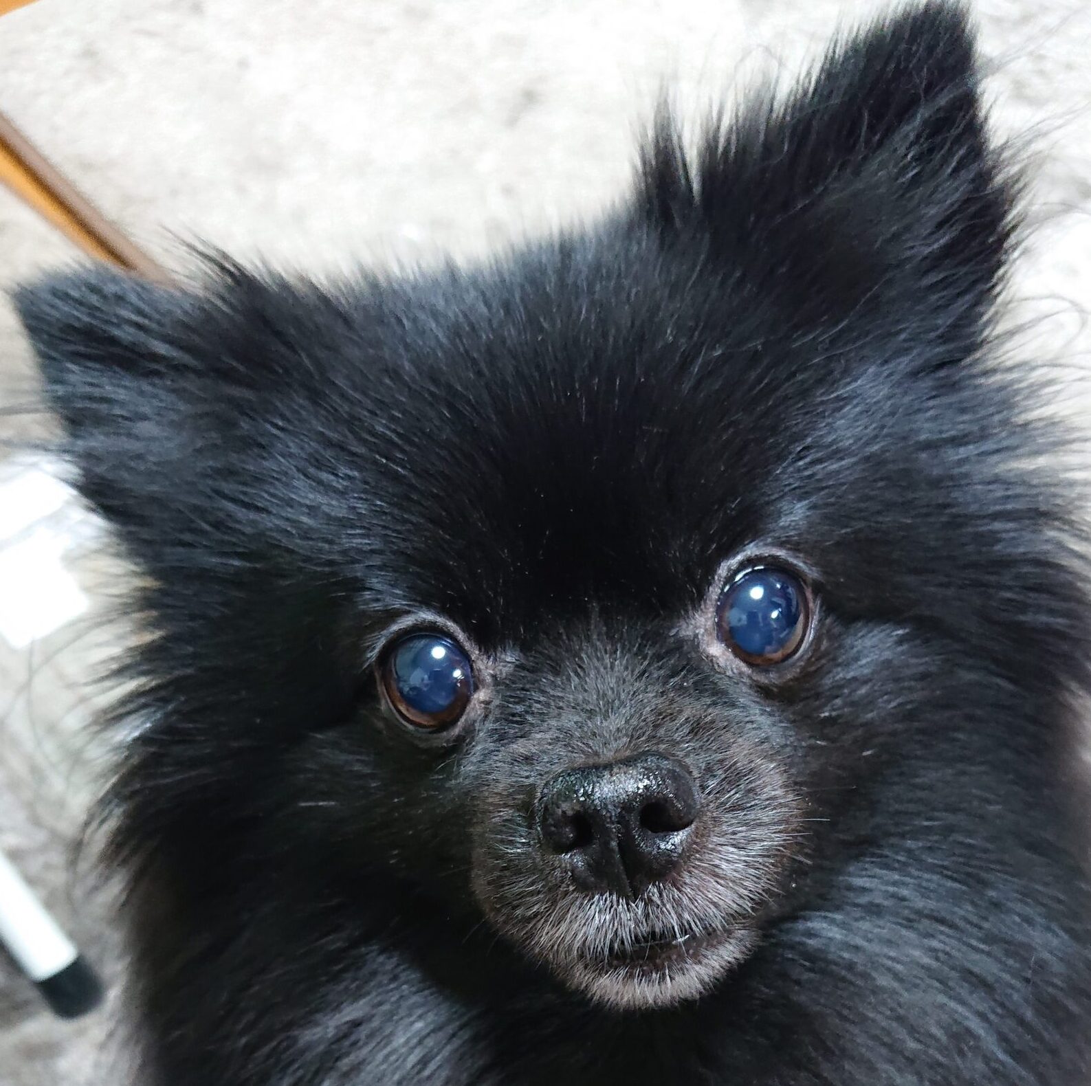 こころみたすペット思い出セレモニーにて葬儀したペットちゃん | おはぎちゃん