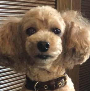 こころみたすペット思い出セレモニーにて葬儀したペットちゃん | ルナちゃん