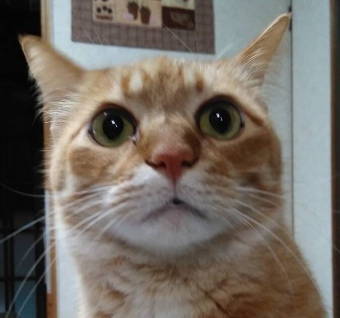 ちゃーちゃくん | こころみたす ペット思い出セレモニー