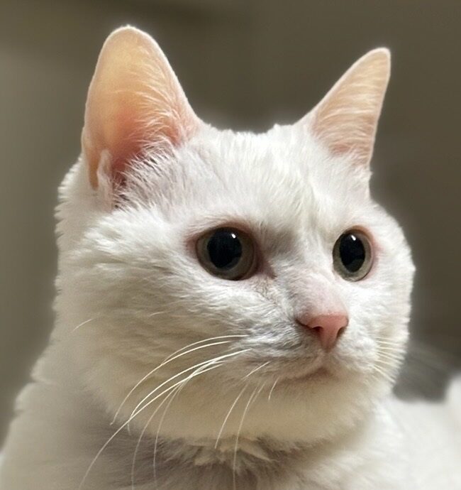 こころみたすペット思い出セレモニーにて葬儀したペットちゃん | ミーちゃん