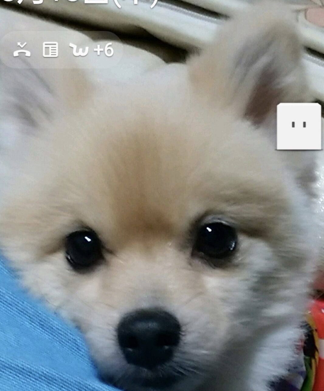 こころみたすペット思い出セレモニーにて葬儀したペットちゃん | ハルちゃん