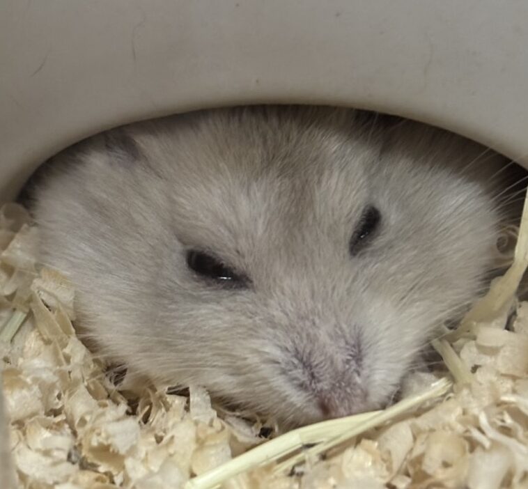 こころみたすペット思い出セレモニーにて葬儀したペットちゃん | ポポちゃん