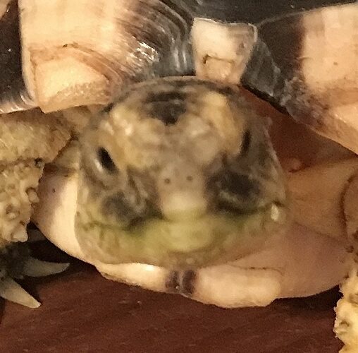 こころみたすペット思い出セレモニーにて葬儀したペットちゃん | こうくん