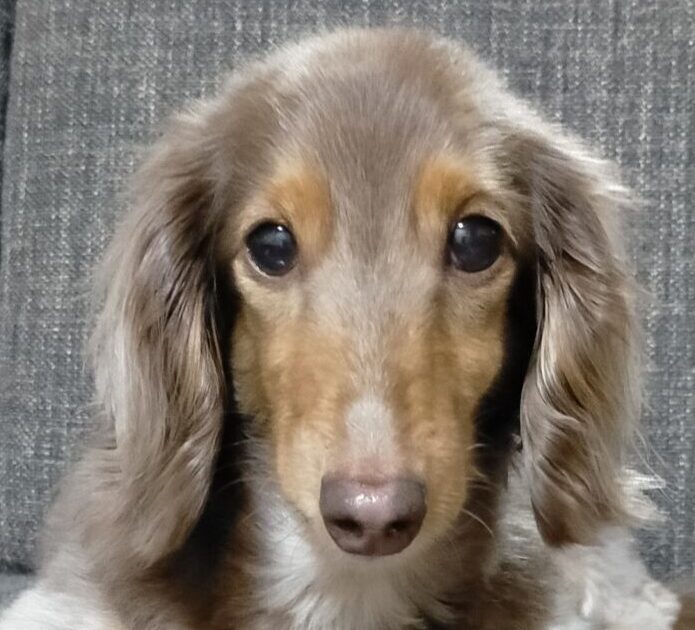 こころみたすペット思い出セレモニーにて葬儀したペットちゃん | クッキーちゃん