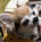 こころみたすペット思い出セレモニーにて葬儀したペットちゃん | 仁くん