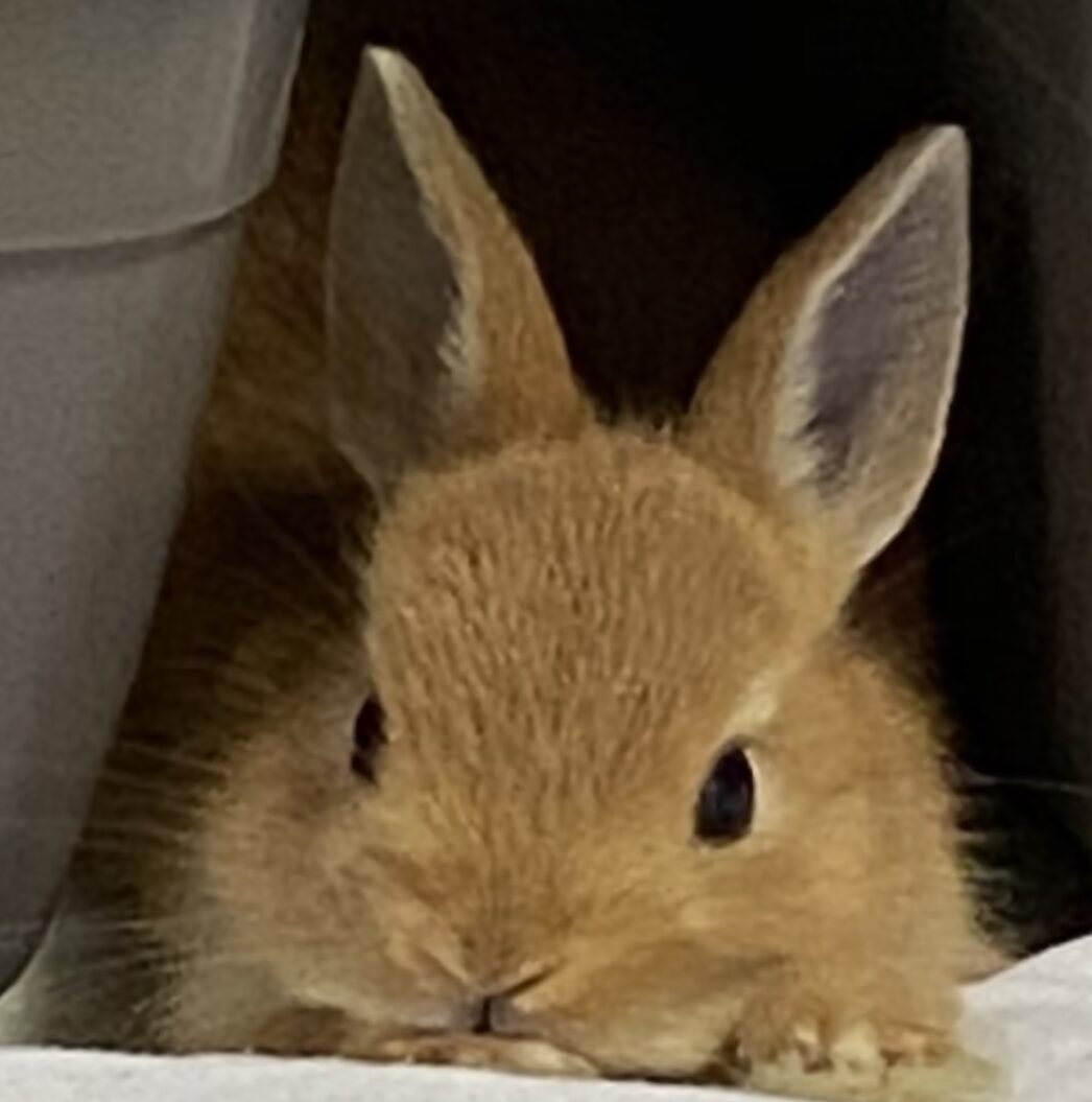 ちびちゃん | こころみたす ペット思い出セレモニー