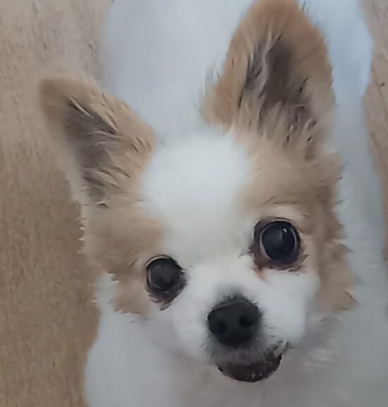 小町ちゃん | こころみたす ペット思い出セレモニー