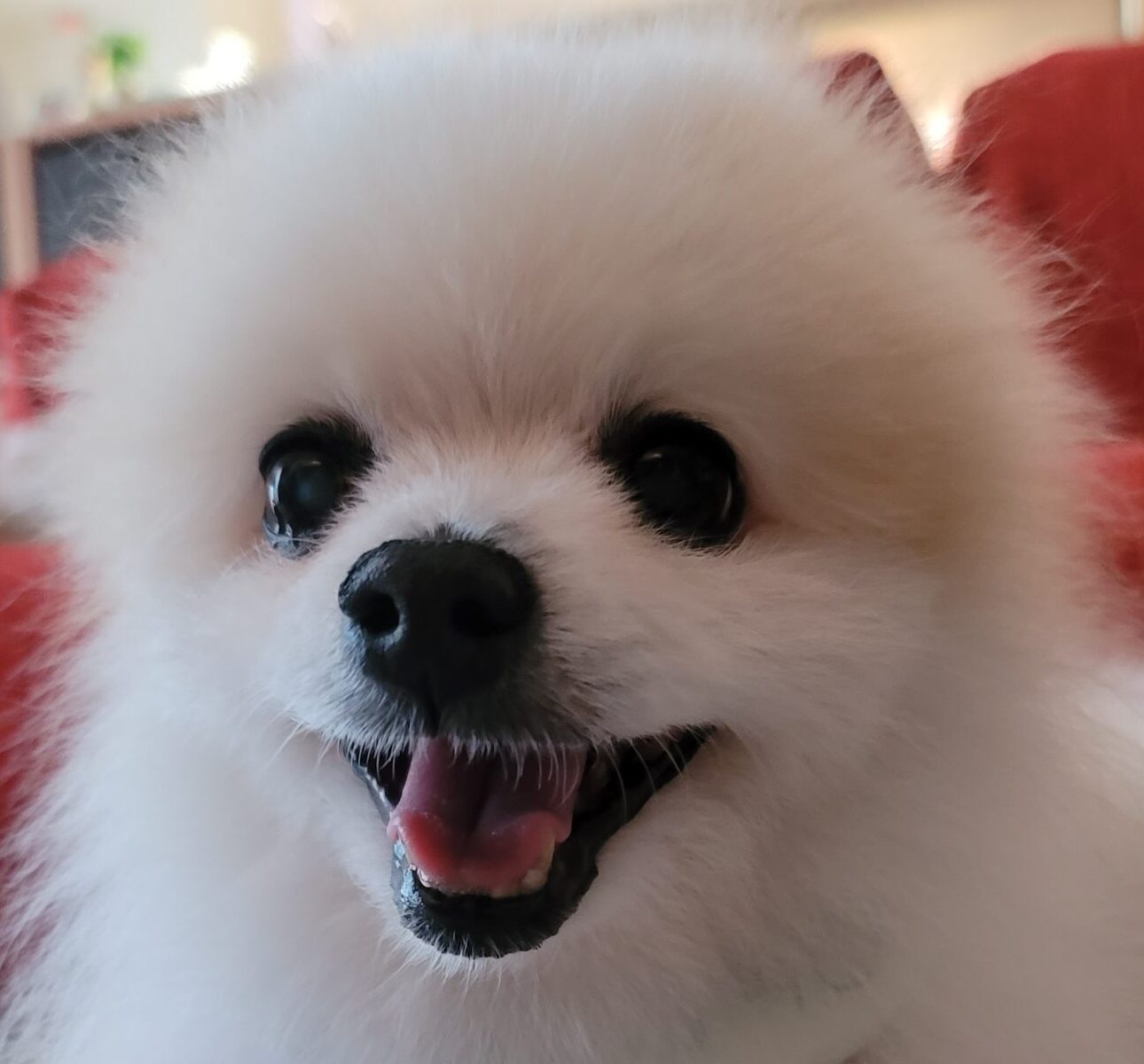 こころみたすペット思い出セレモニーにて葬儀したペットちゃん | チェルくん