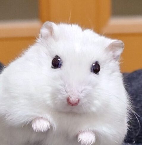 こころみたすペット思い出セレモニーにて葬儀したペットちゃん | 桜（おう）ちゃん