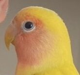 こころみたすペット思い出セレモニーにて葬儀したペットちゃん | ばななちゃん