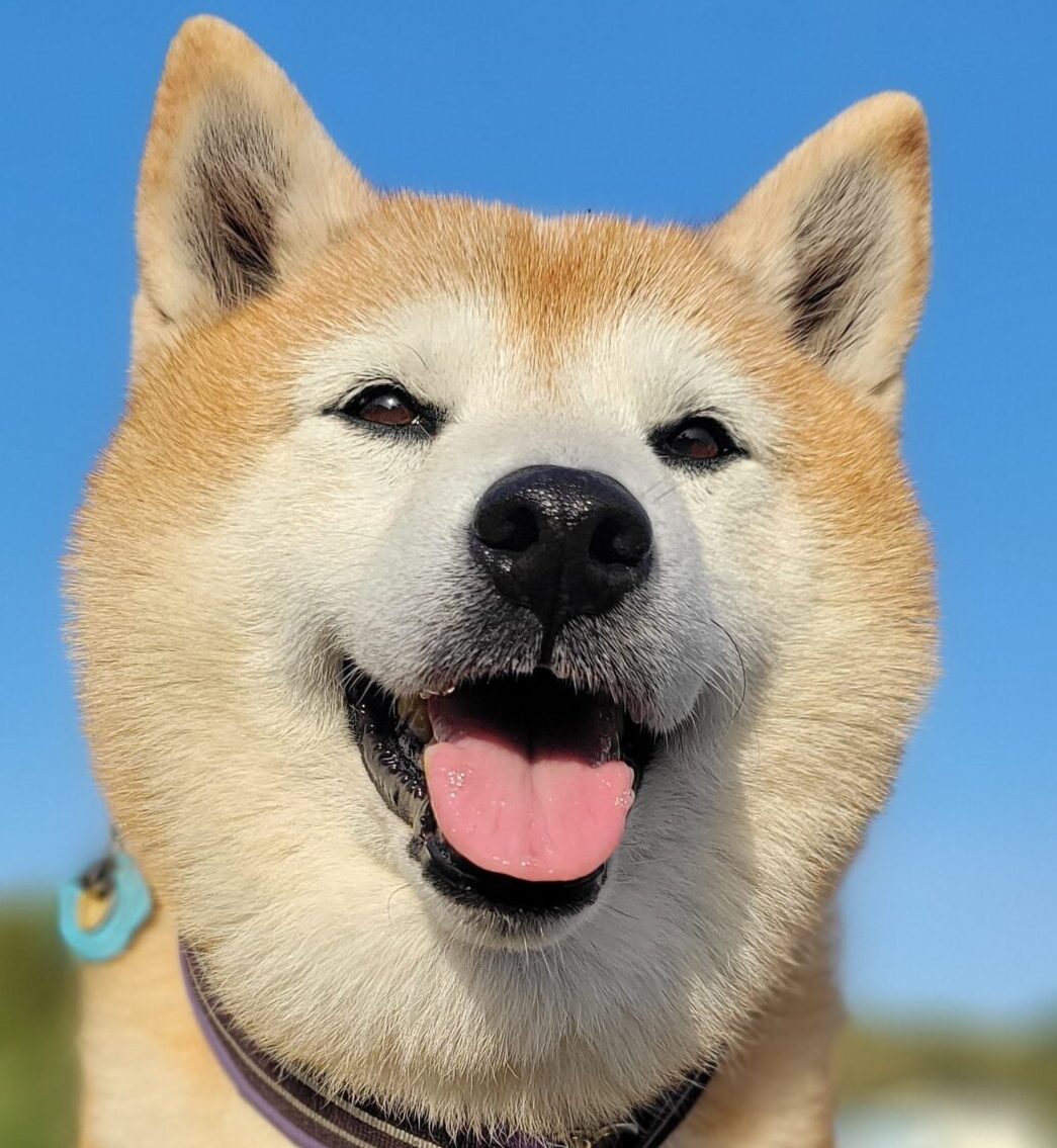 エースくん | こころみたす ペット思い出セレモニー