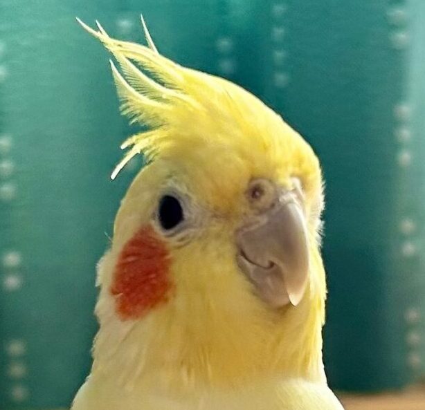 まるくん | こころみたす ペット思い出セレモニー
