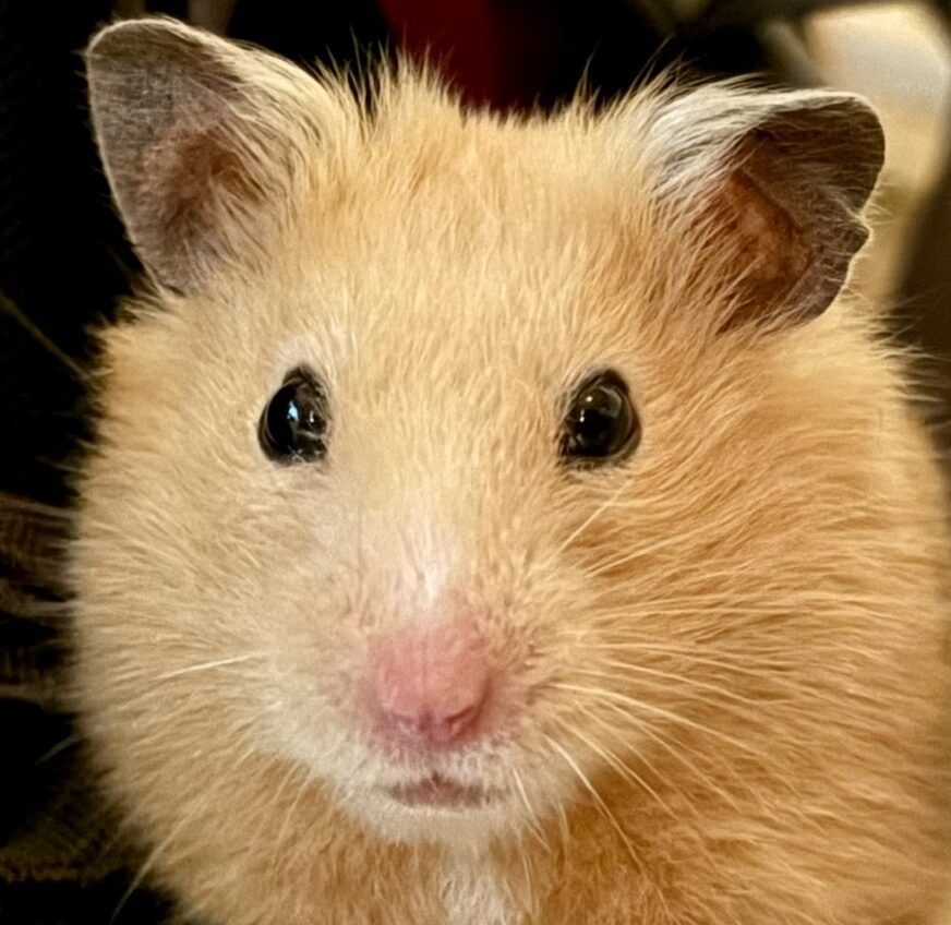 こころみたすペット思い出セレモニーにて葬儀したペットちゃん | うるくん