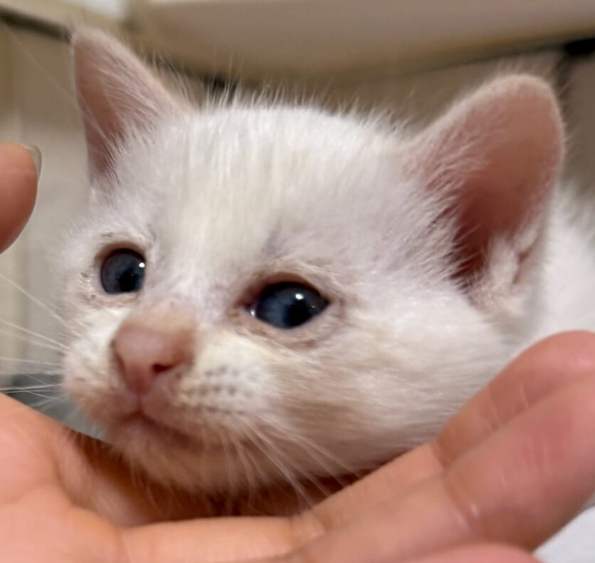 こころみたすペット思い出セレモニーにて葬儀したペットちゃん | チビくん