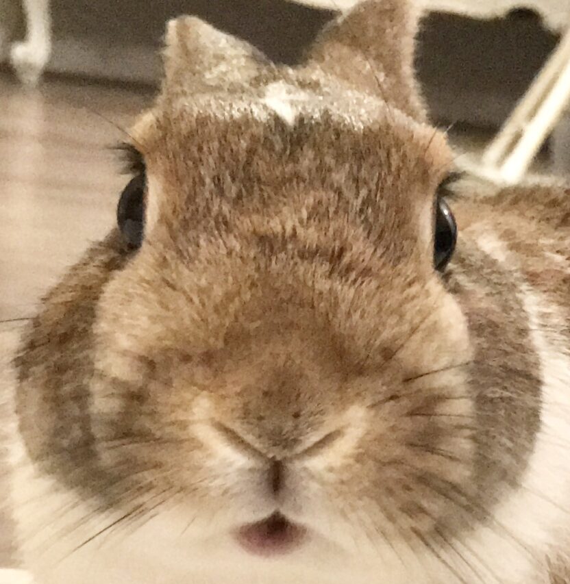 こころみたすペット思い出セレモニーにて葬儀したペットちゃん | まりなくん