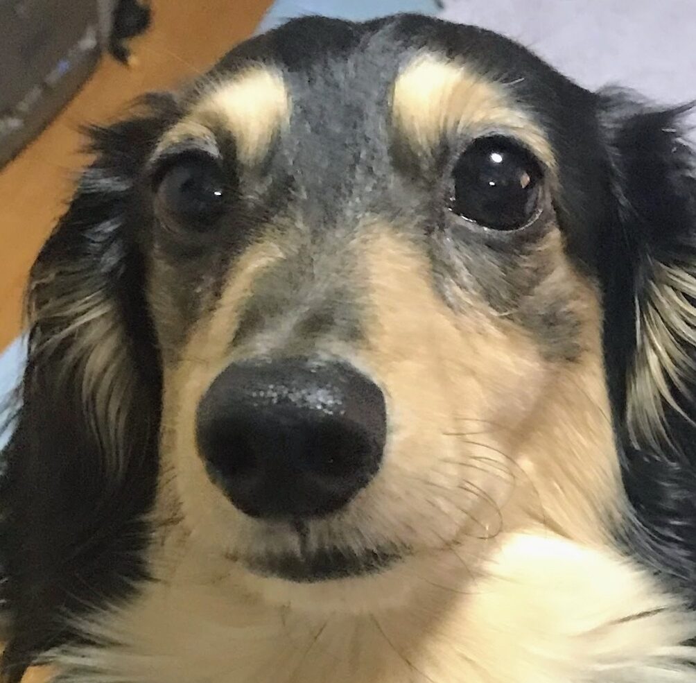 こころみたすペット思い出セレモニーにて葬儀したペットちゃん | ルイくん