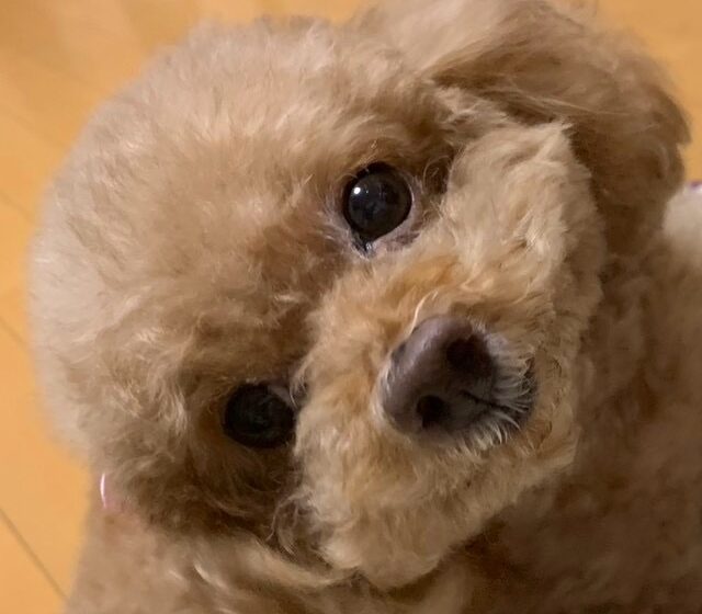 こころみたすペット思い出セレモニーにて葬儀したペットちゃん | ショコラちゃん