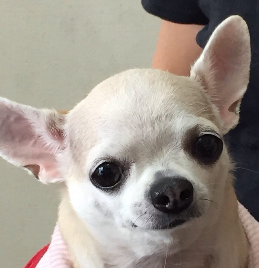 こころみたすペット思い出セレモニーにて葬儀したペットちゃん | みみちゃん
