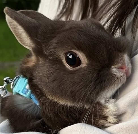 こころみたすペット思い出セレモニーにて葬儀したペットちゃん | ココアちゃん