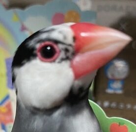 わかめくん | こころみたす ペット思い出セレモニー