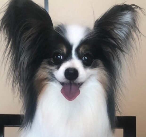 こころみたすペット思い出セレモニーにて葬儀したペットちゃん | LIVちゃん